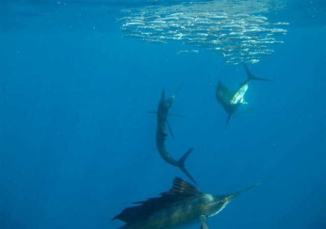 Istiophorus albicans (Latreille, 1804)